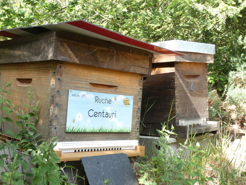 La ruche Centauri