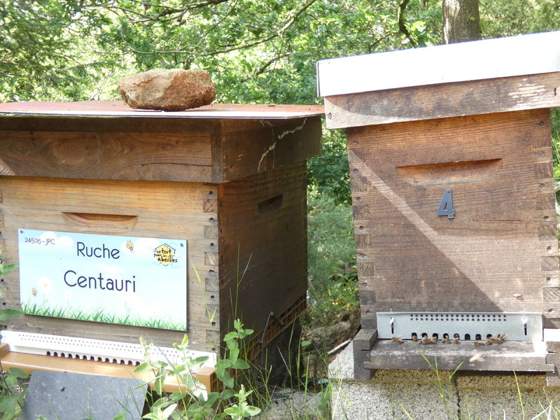 La ruche Centauri
