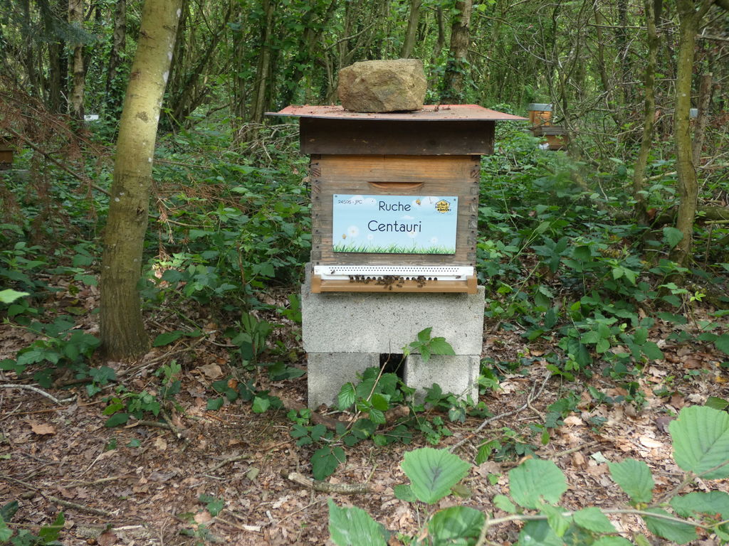 La ruche Centauri