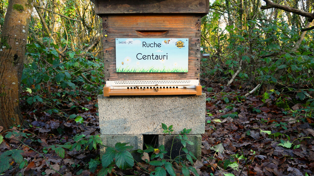 La ruche Centauri