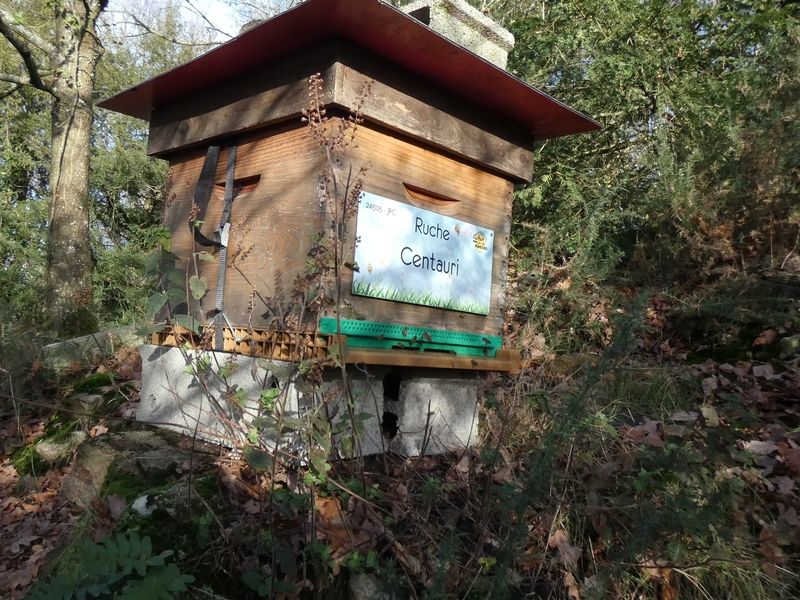 La ruche Centauri