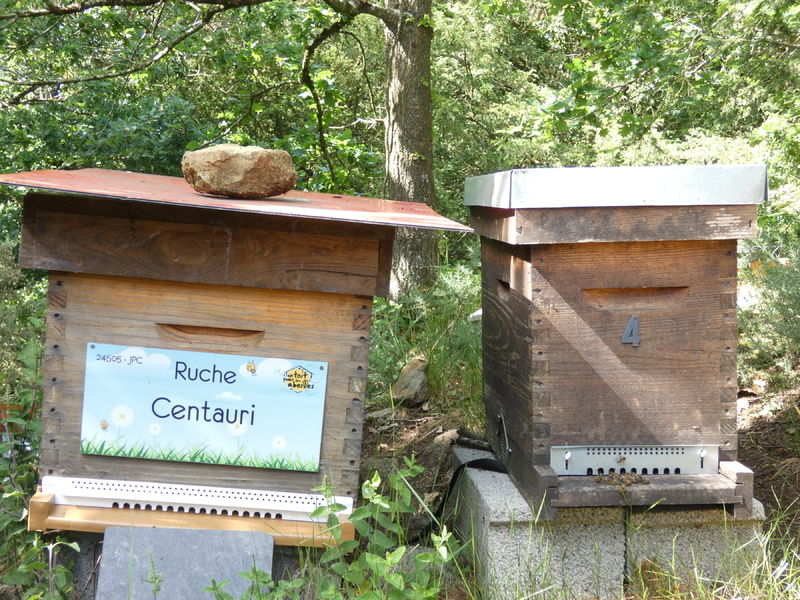 La ruche Centauri