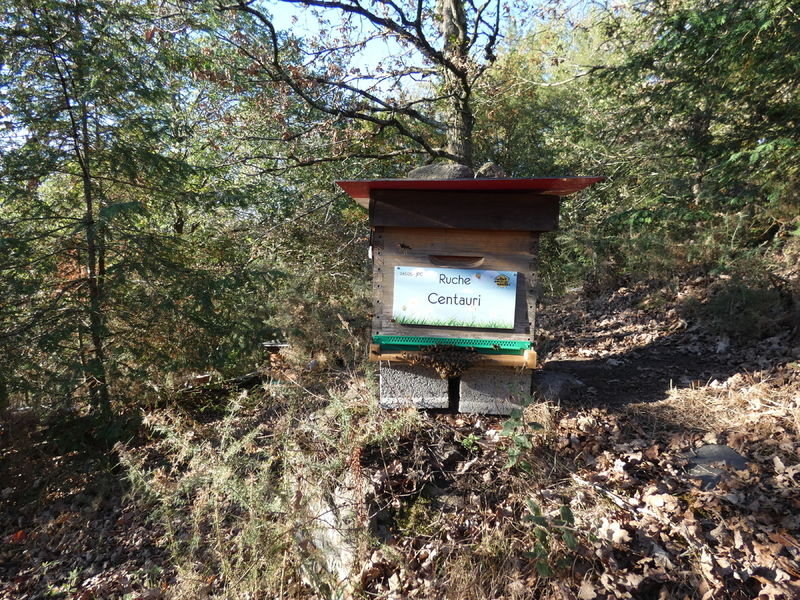 La ruche Centauri