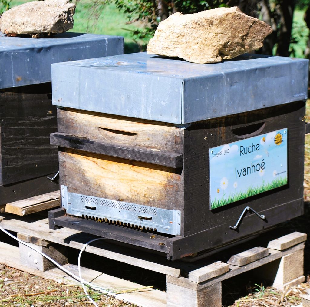 La ruche Ivanhoé