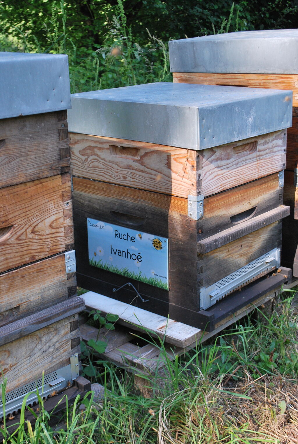 La ruche Ivanhoé