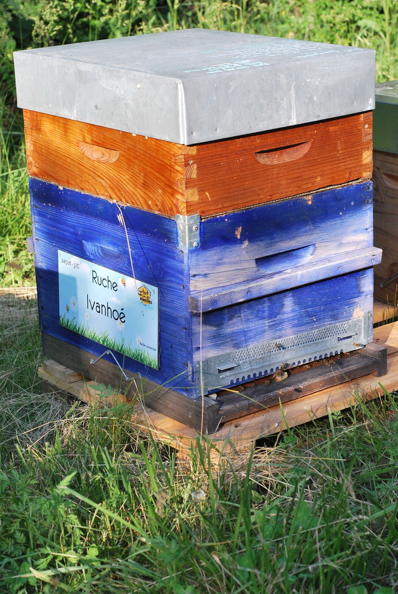 La ruche Ivanhoé