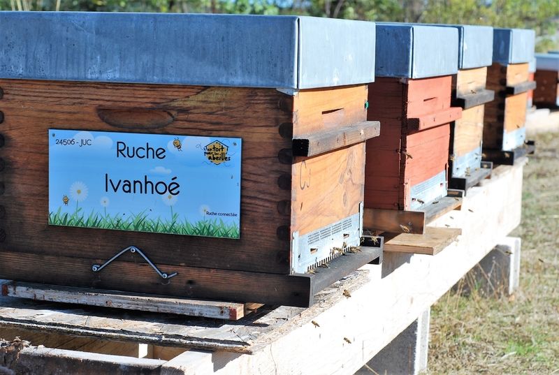 La ruche Ivanhoé