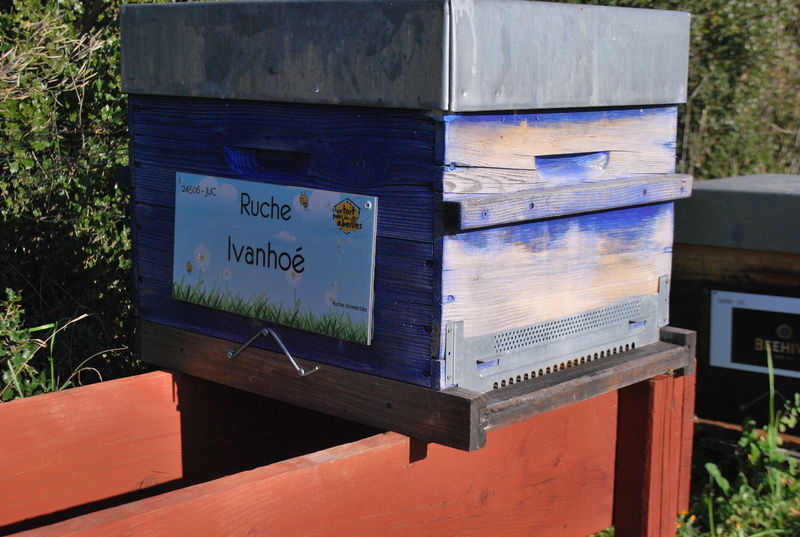 La ruche Ivanhoé