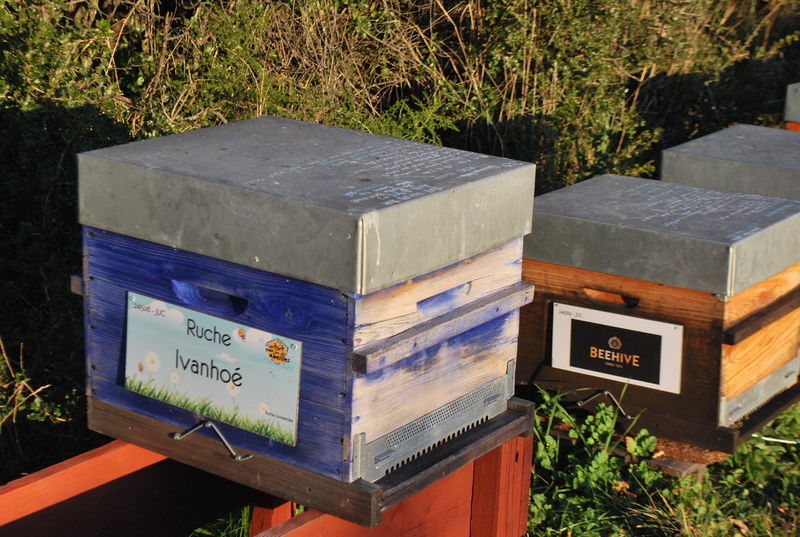 La ruche Ivanhoé