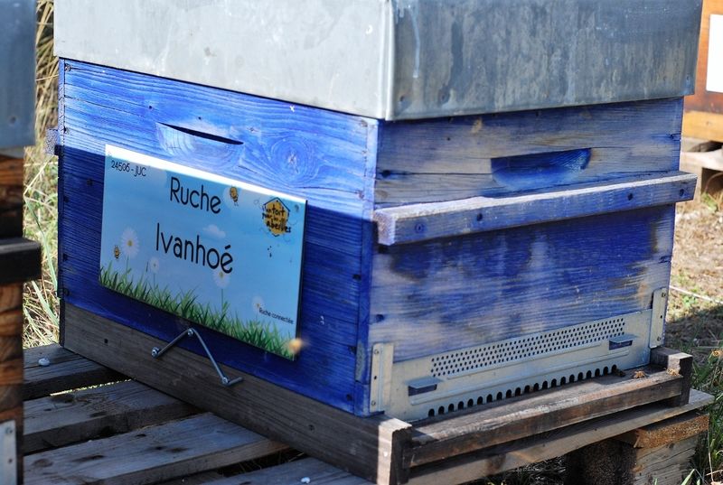La ruche Ivanhoé