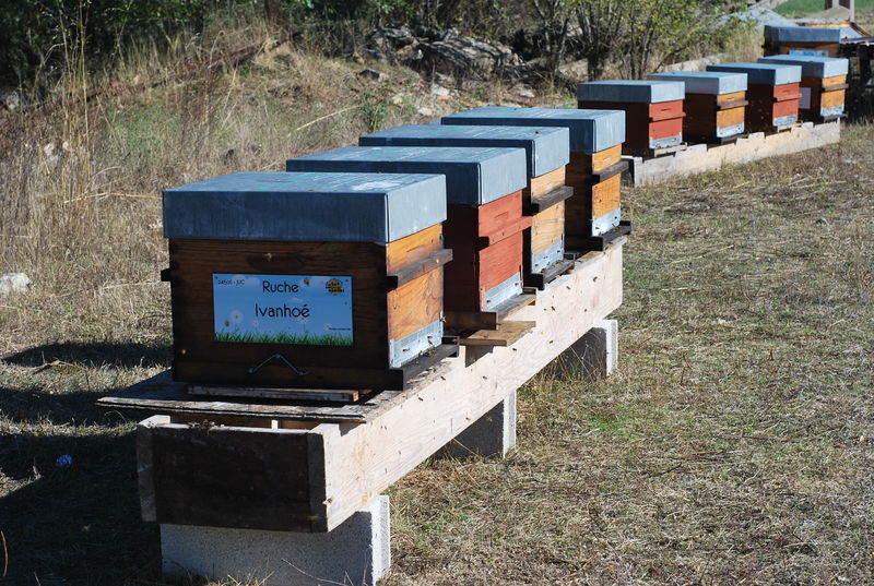 La ruche Ivanhoé