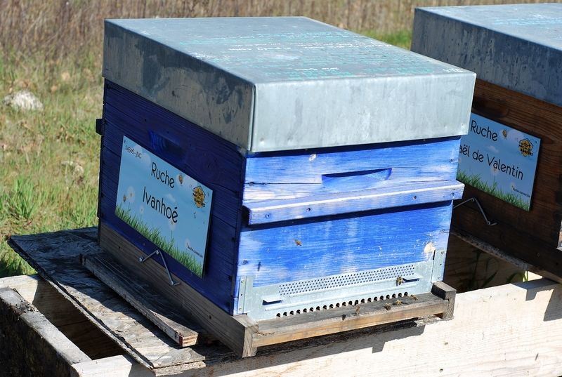 La ruche Ivanhoé