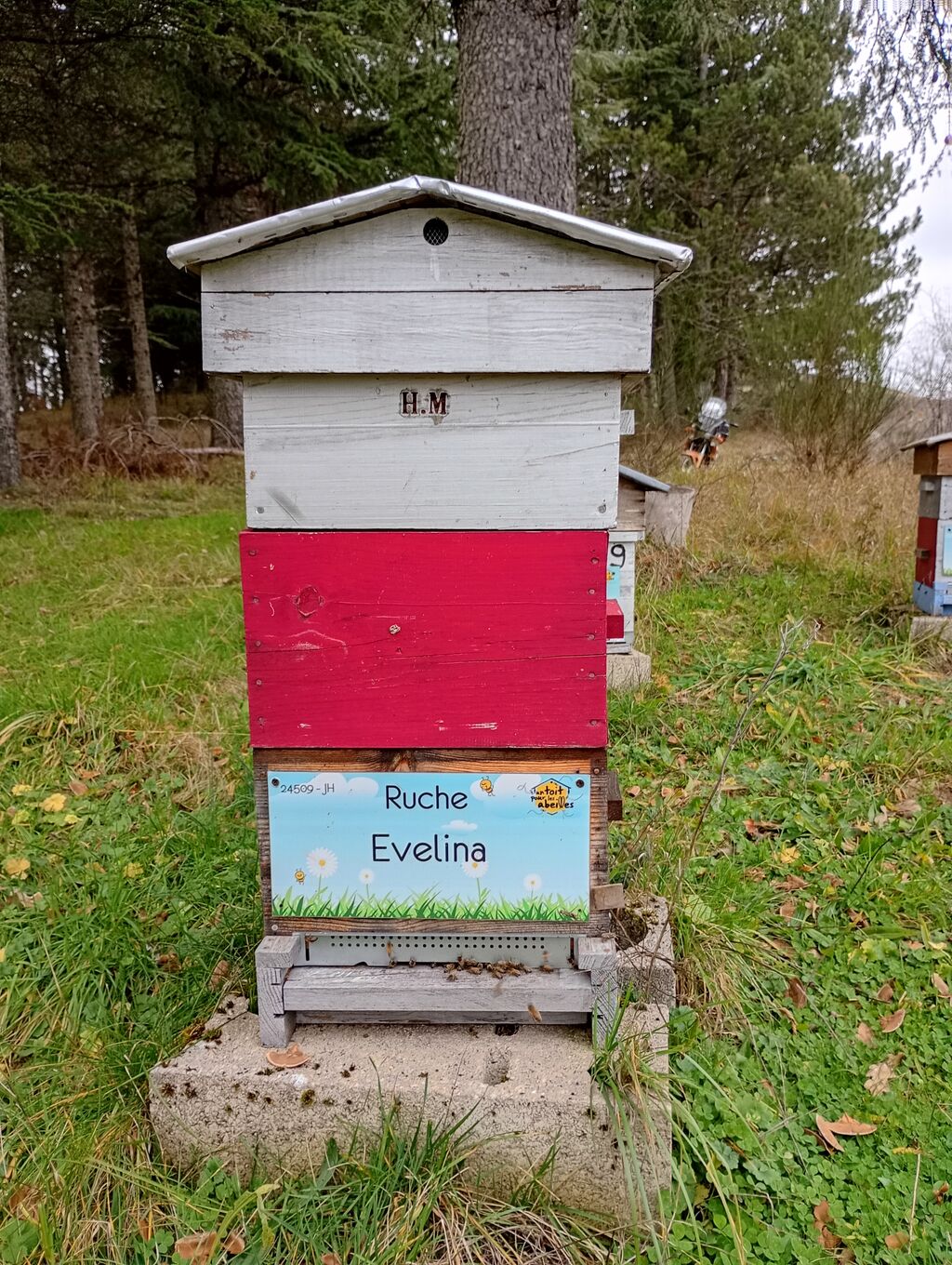 La ruche Evelina