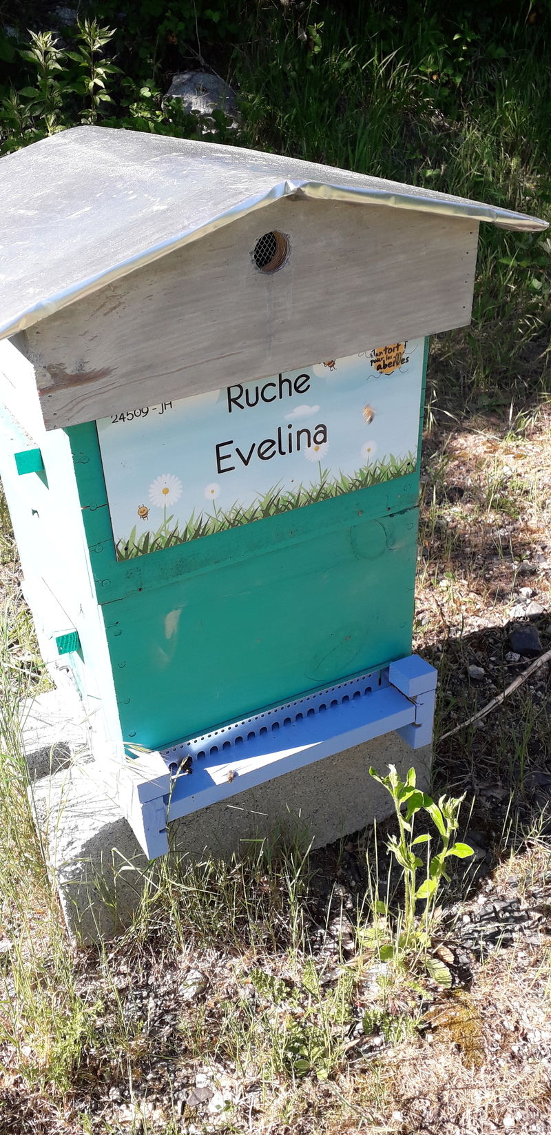 La ruche Evelina