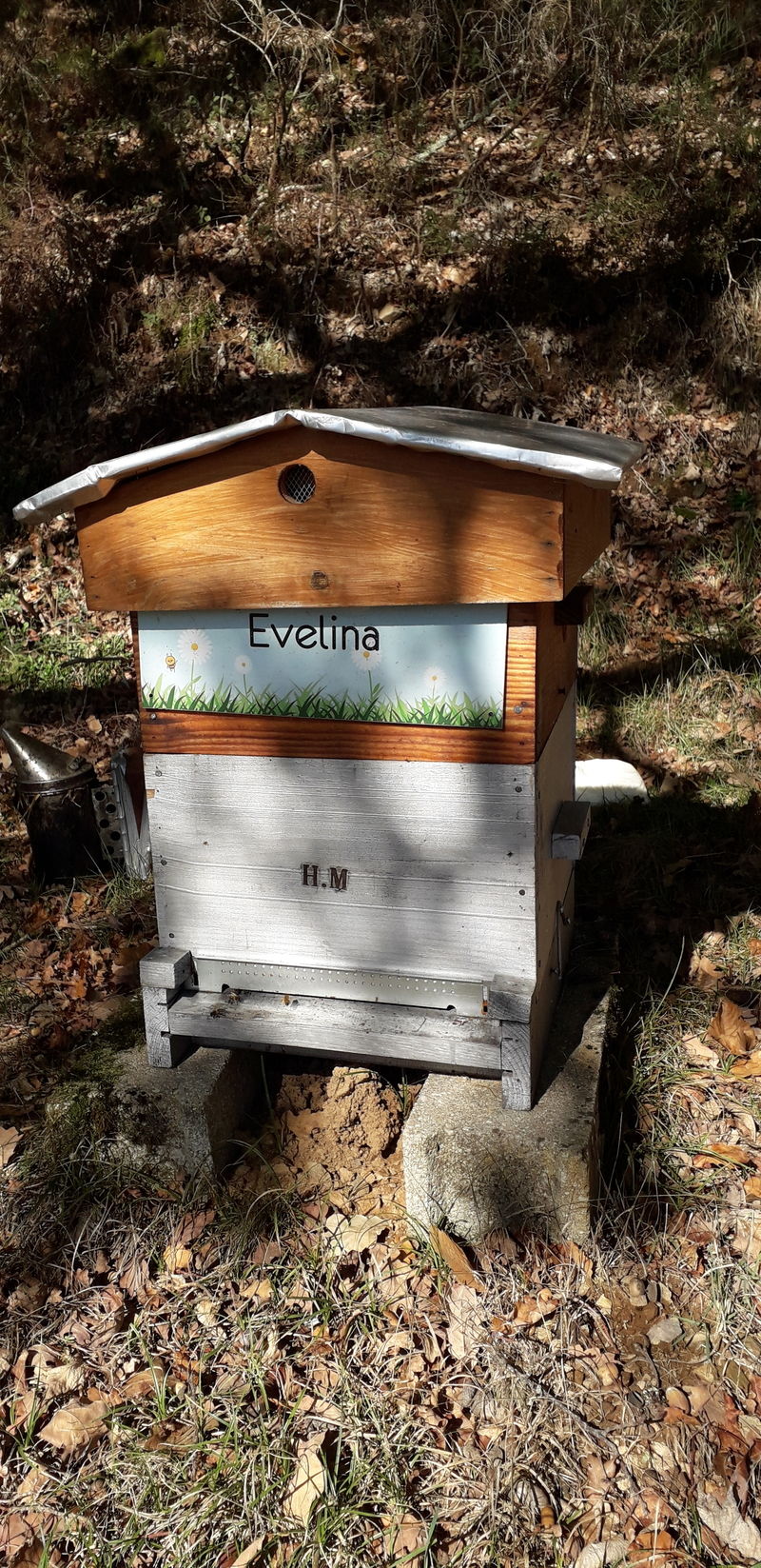 La ruche Evelina