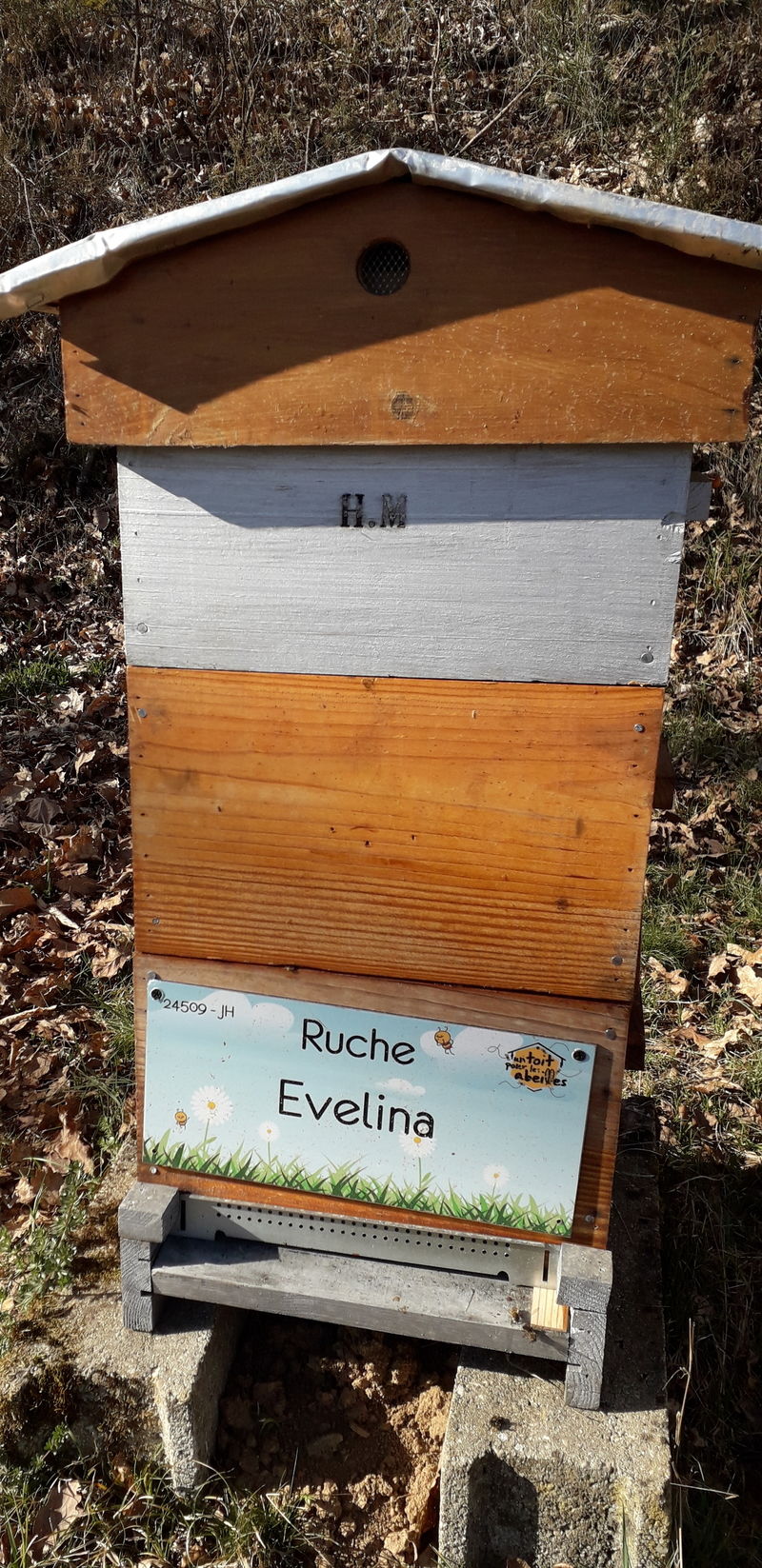 La ruche Evelina