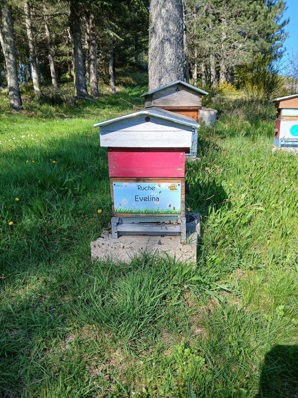 La ruche Evelina