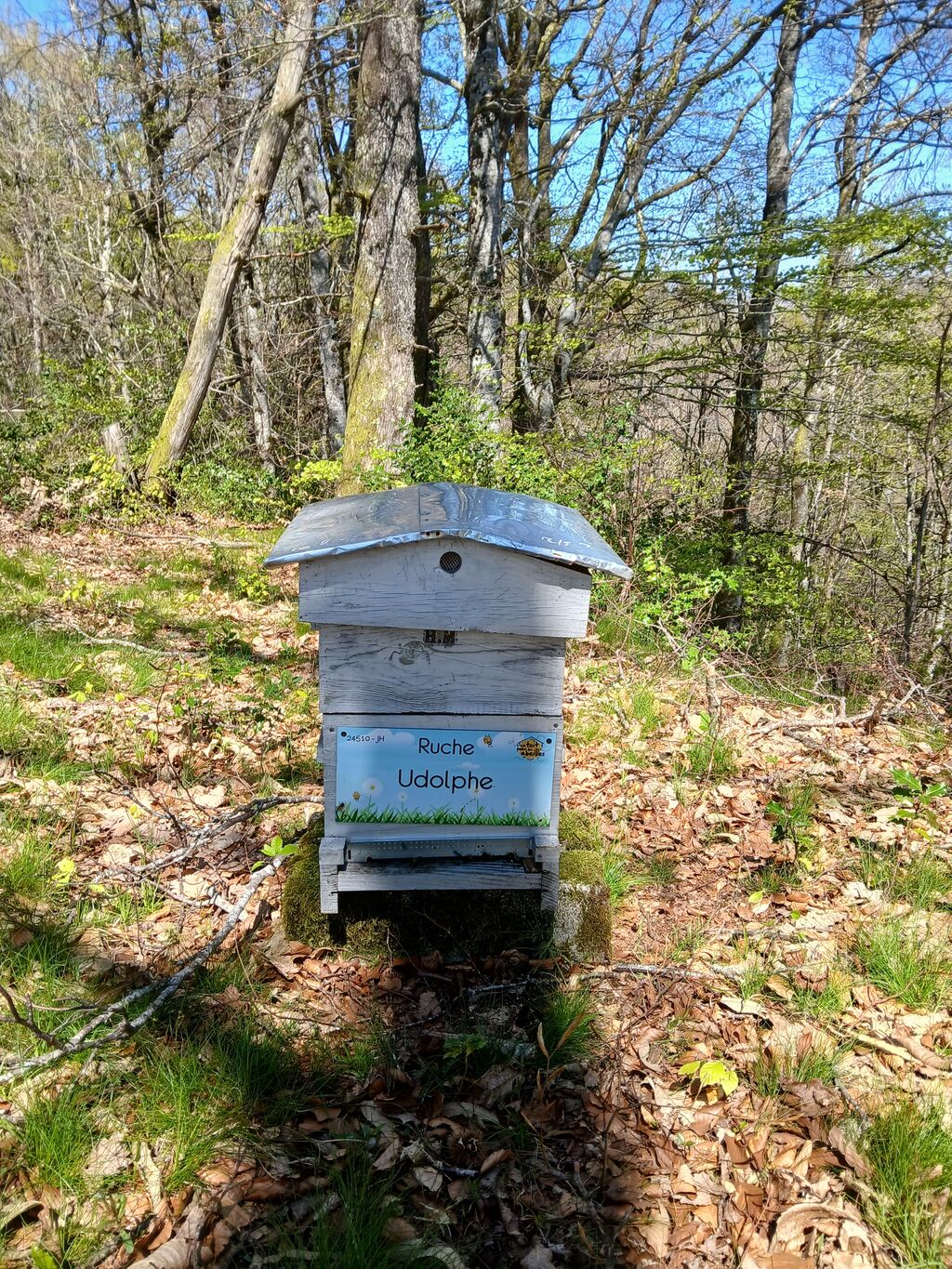 La ruche Udolphe