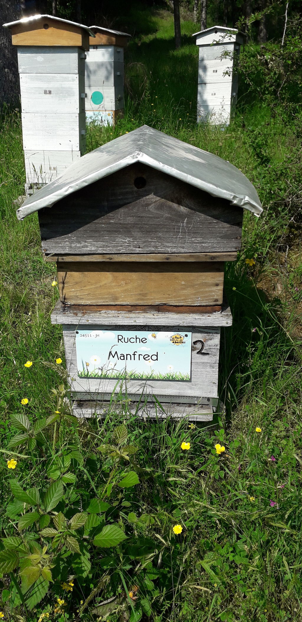 La ruche Manfred