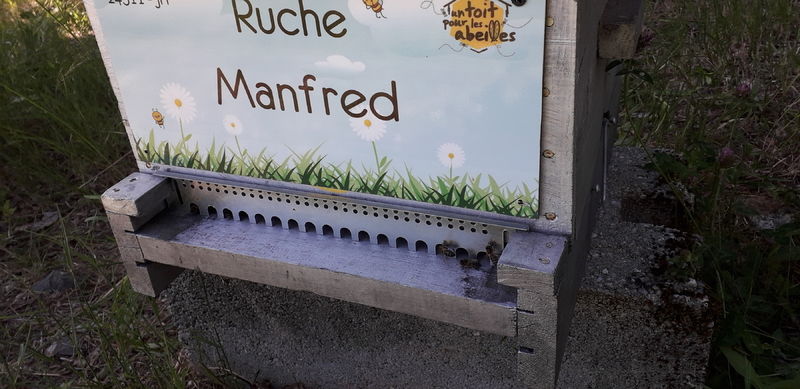 La ruche Manfred
