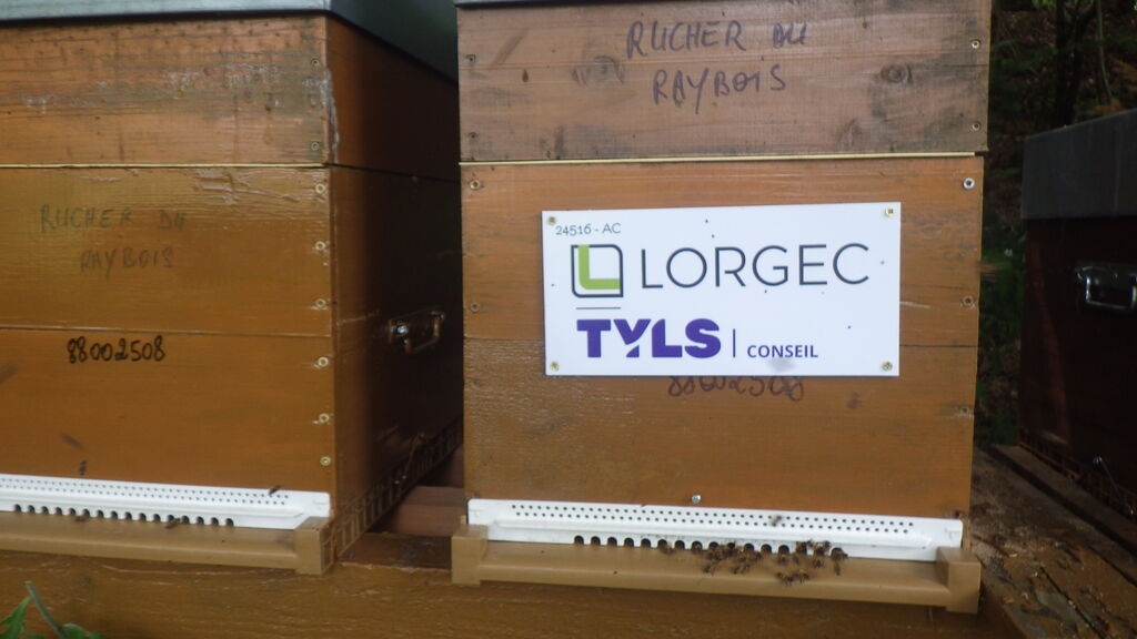 La ruche Lorgec