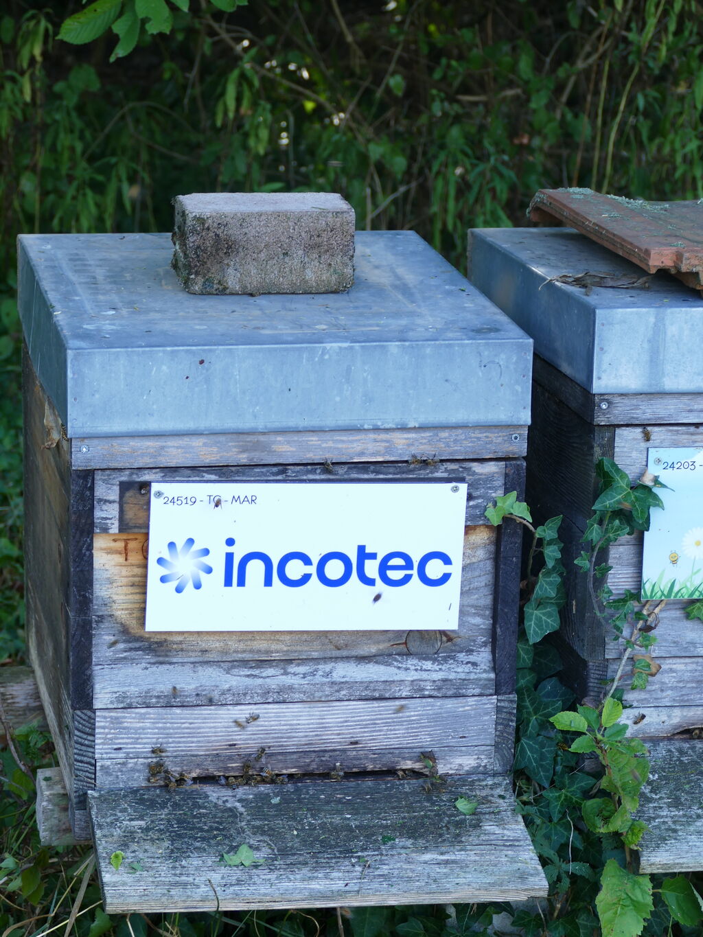 La ruche Incotec