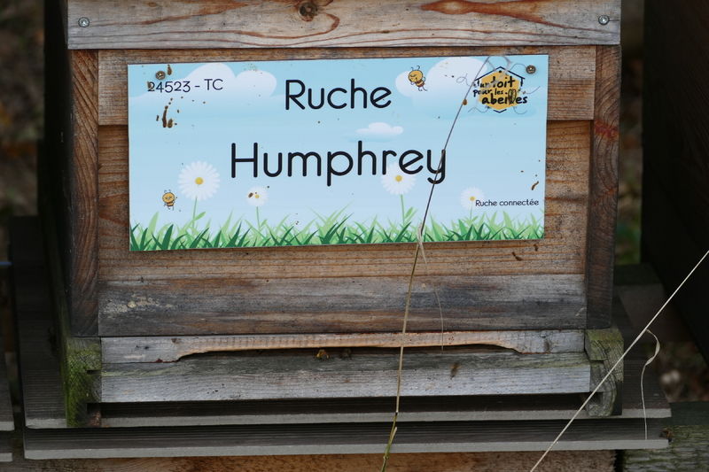 La ruche Humphrey