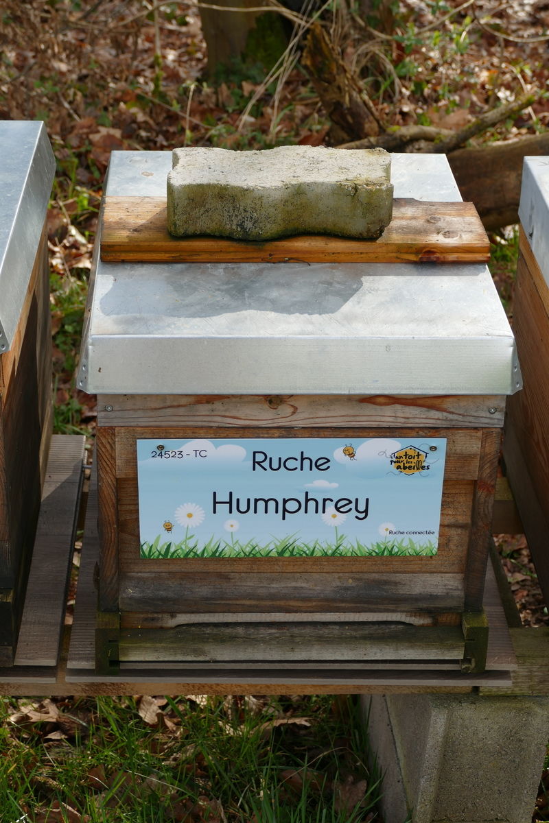 La ruche Humphrey