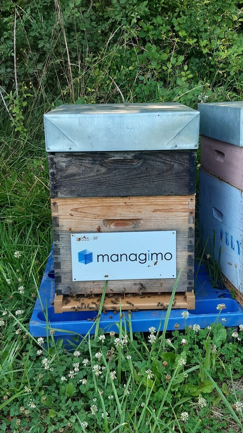 La ruche MANAGIMO