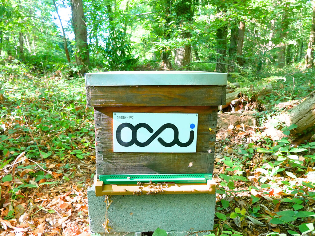La ruche Ocsi