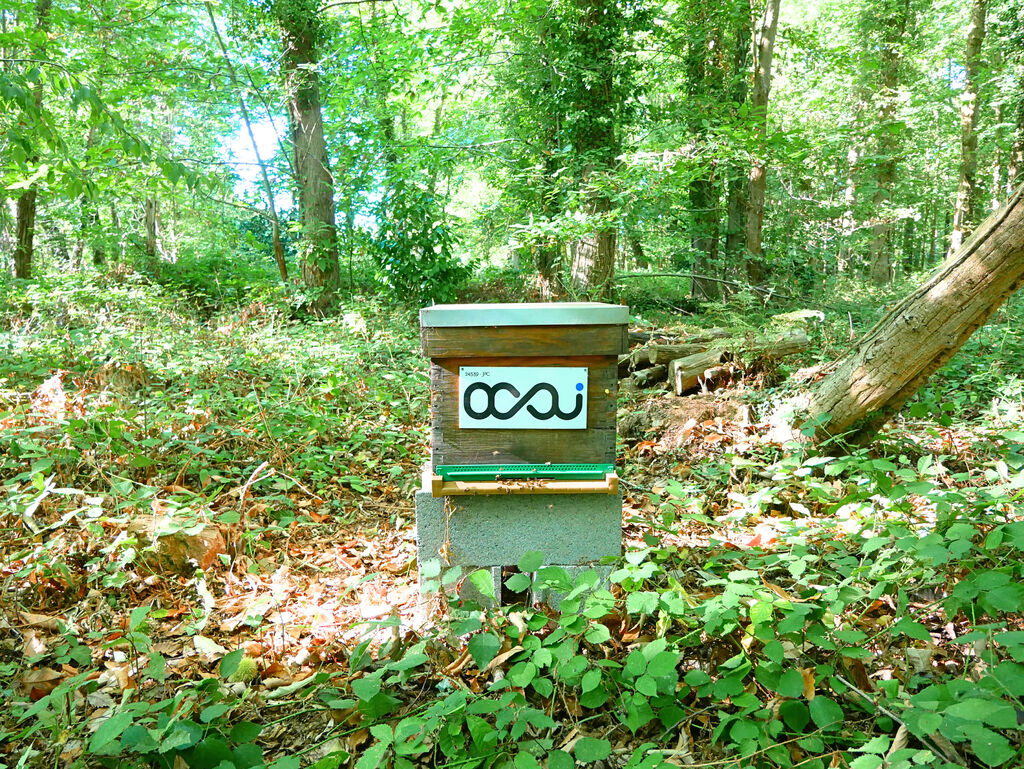 La ruche Ocsi