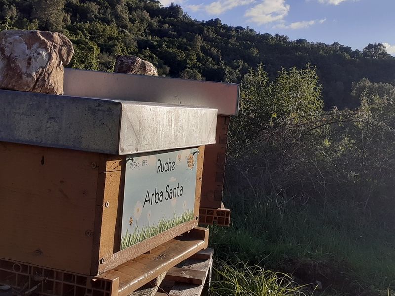 La ruche Arba Santa