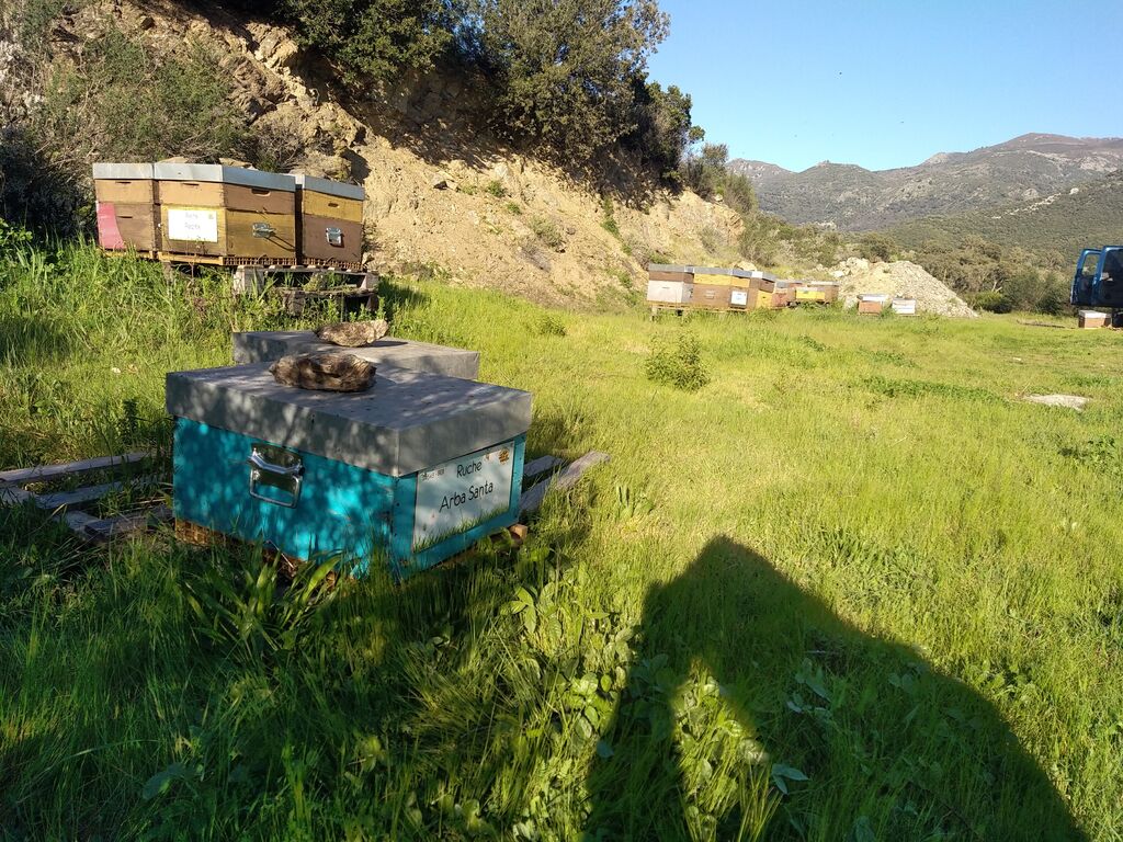 La ruche Arba Santa