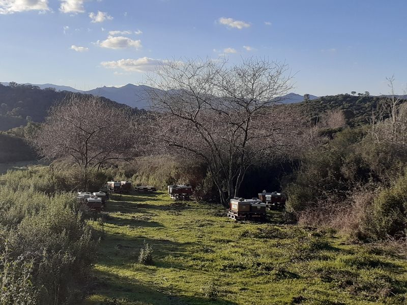 La ruche Arba Santa