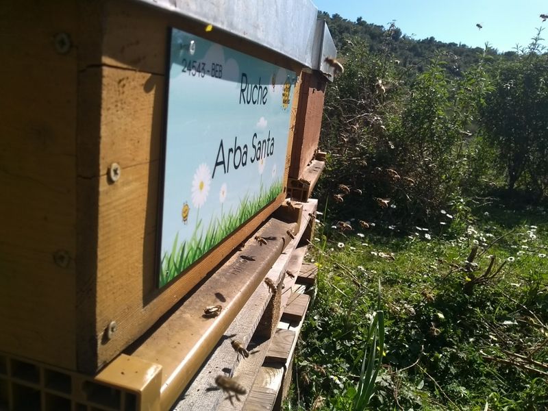 La ruche Arba Santa