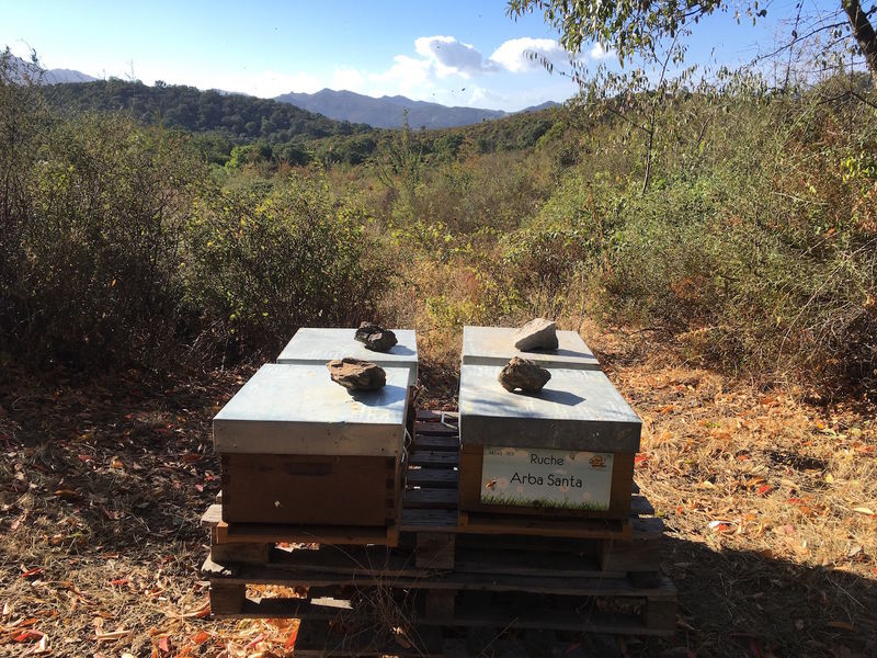 La ruche Arba Santa