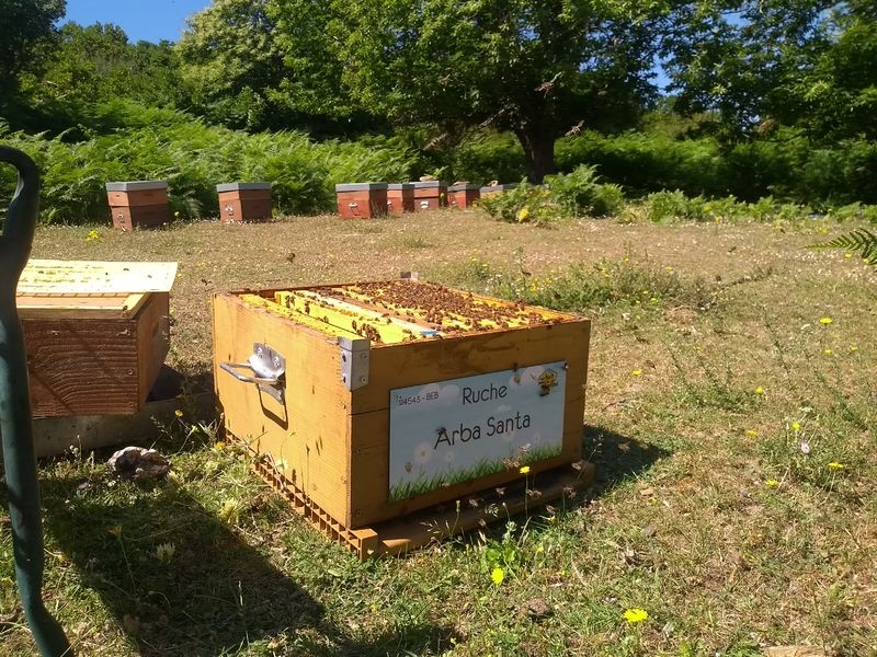 La ruche Arba Santa