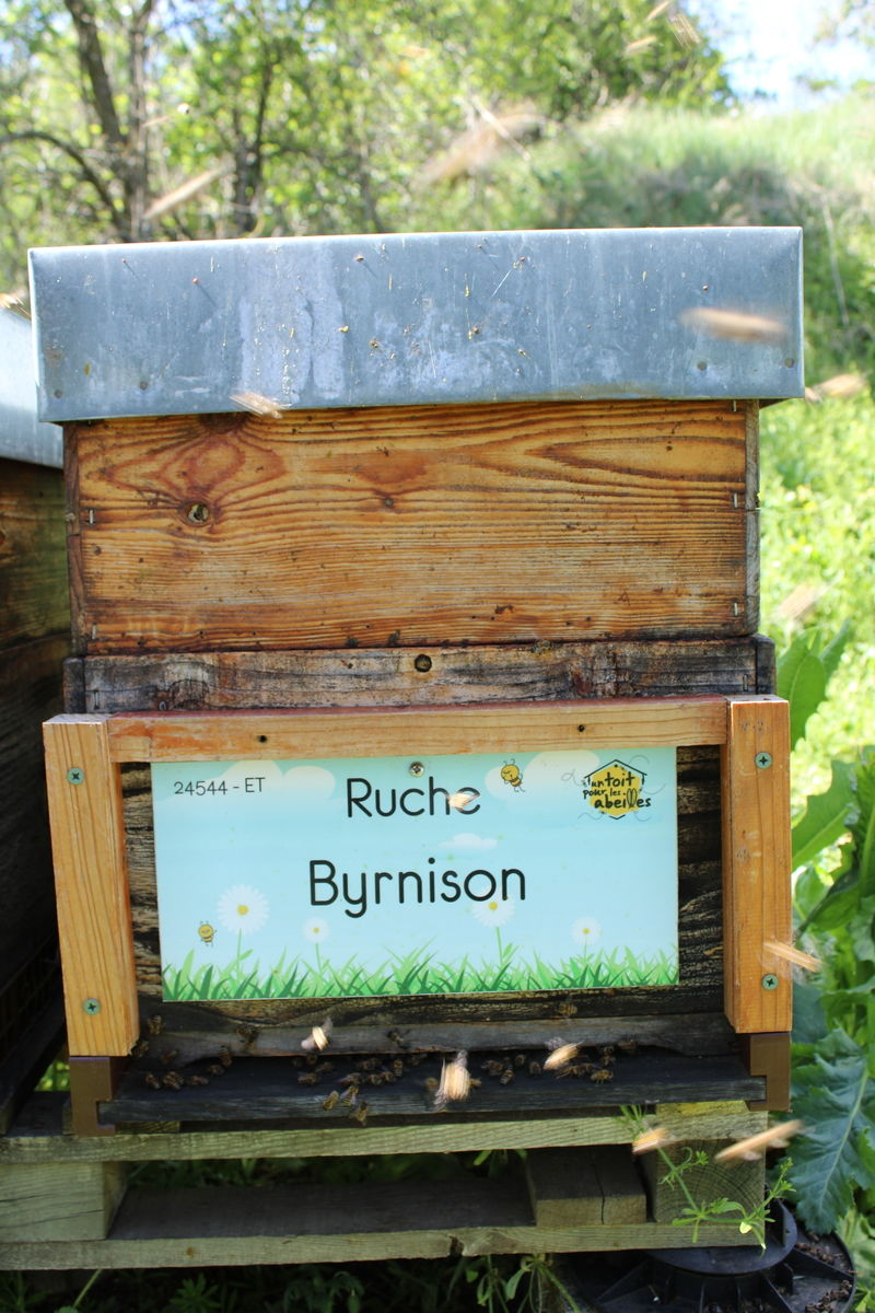 La ruche Byrnison