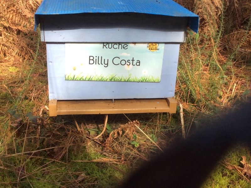 La ruche Billy Costa