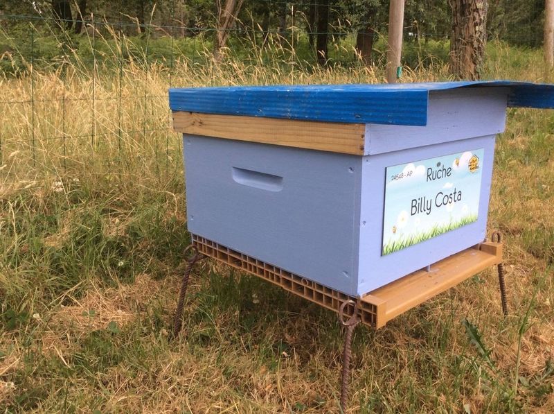 La ruche Billy Costa