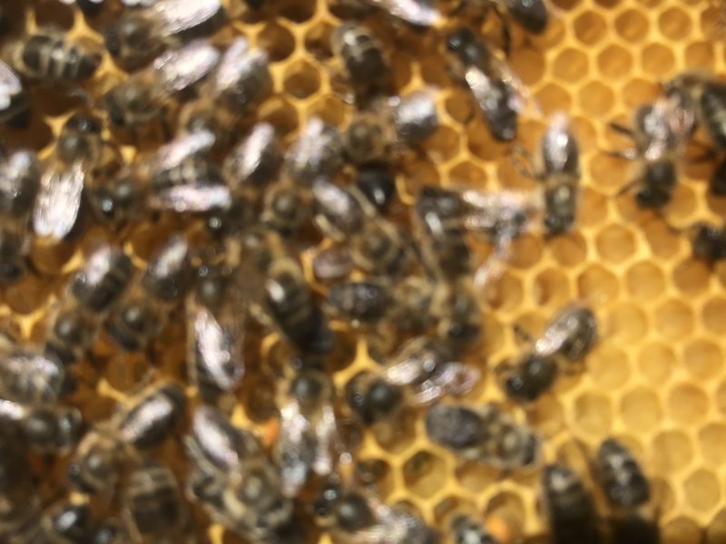 La ruche Billy Costa