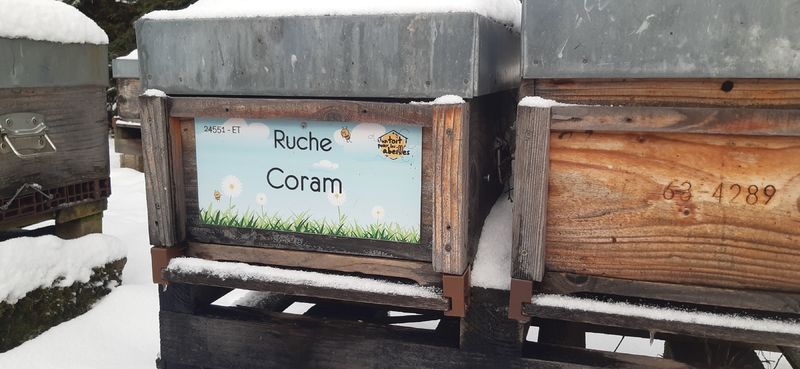 La ruche Coram