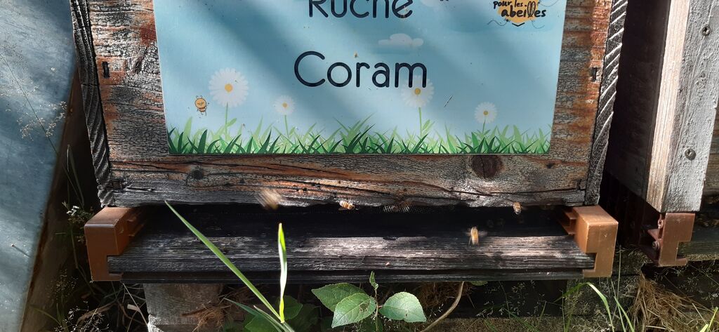 La ruche Coram