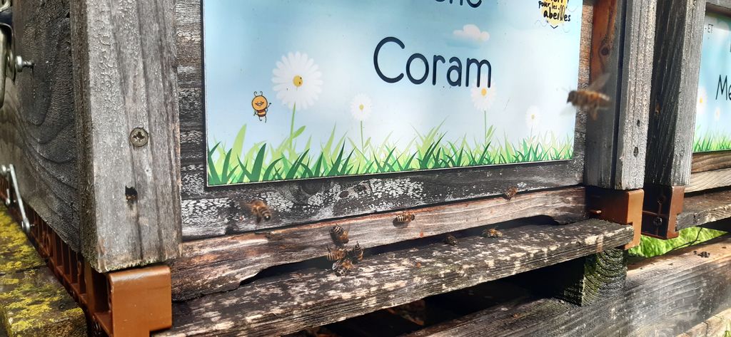 La ruche Coram