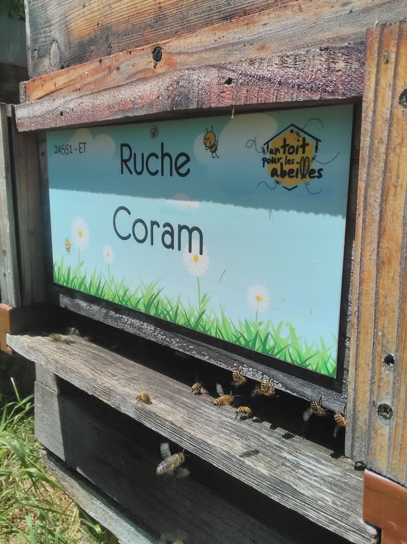 La ruche Coram