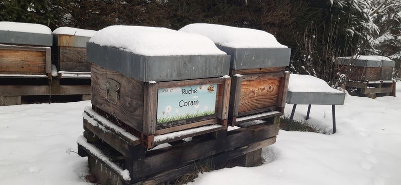 La ruche Coram