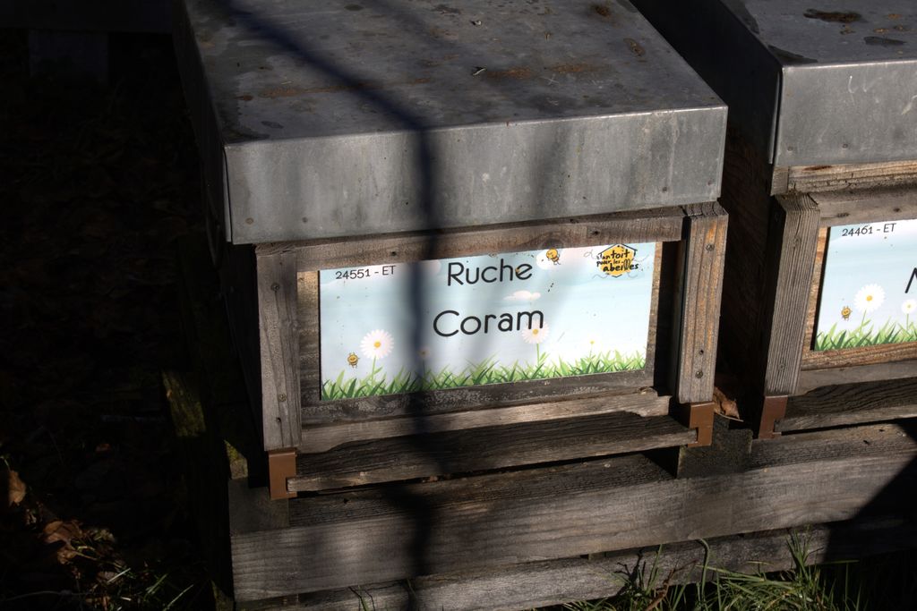 La ruche Coram
