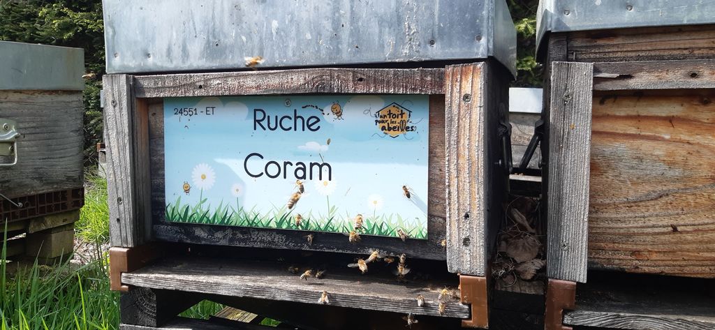 La ruche Coram