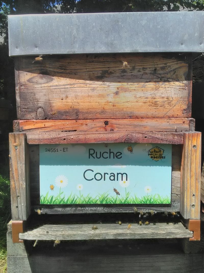 La ruche Coram