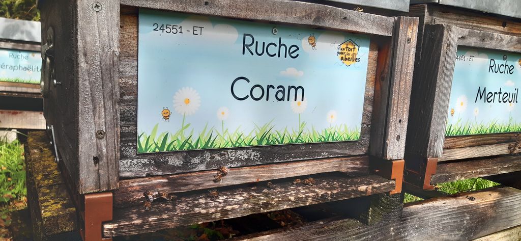 La ruche Coram